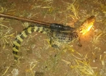 Bombeiros capturam jacaré no quintal de casa no Paraná