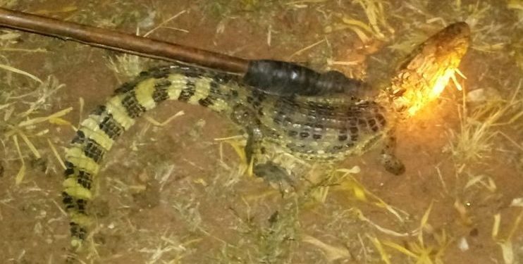 Bombeiros capturam jacaré no quintal de casa no Paraná