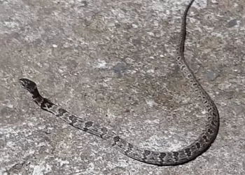 Moradora leva susto ao encontrar cobra jararaca na porta de casa no PR