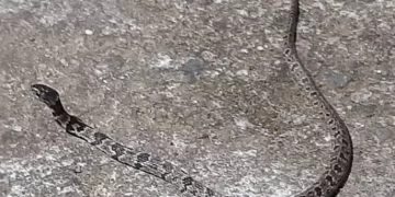 Moradora leva susto ao encontrar cobra jararaca na porta de casa no PR