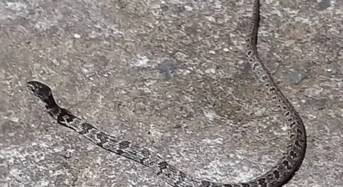 Moradora leva susto ao encontrar cobra jararaca na porta de casa no PR