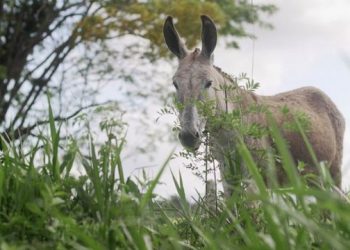 ‘É como matar um cão’: o polêmico abate de jegues no Nordeste para produção de remédio na China