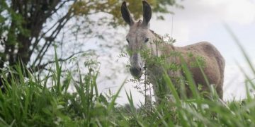 ‘É como matar um cão’: o polêmico abate de jegues no Nordeste para produção de remédio na China