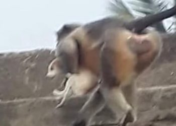 Macacos matam 250 cachorros na Índia em ato de vingança; entenda