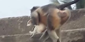 Macacos matam 250 cachorros na Índia em ato de vingança; entenda