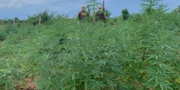 Com medo de efeito na população, cidade argentina barra a queima de 20 mil quilos de maconha