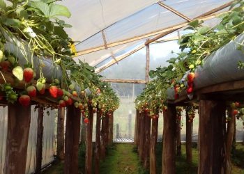 SECRETARIA DE AGRICULTURA PROMOVE AGROINDUSTRIALIZAÇÃO E ALTERNATIVAS DE RENDA PARA O HOMEM DO CAMPO