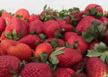 Paraná é o terceiro maior produtor de morango do Brasil, e iniciativas locais tentam reduzir custo de produção