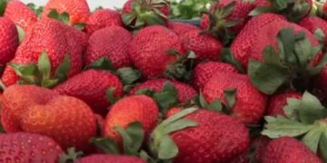 Paraná é o terceiro maior produtor de morango do Brasil, e iniciativas locais tentam reduzir custo de produção