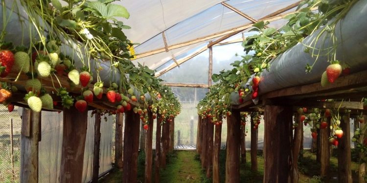 SECRETARIA DE AGRICULTURA PROMOVE AGROINDUSTRIALIZAÇÃO E ALTERNATIVAS DE RENDA PARA O HOMEM DO CAMPO