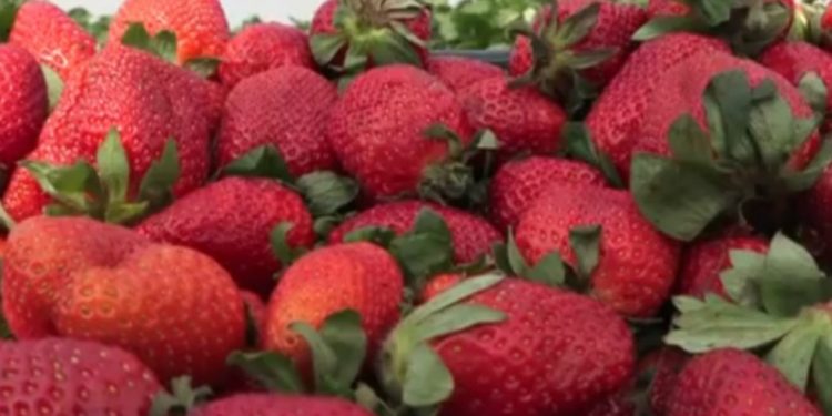 Paraná é o terceiro maior produtor de morango do Brasil, e iniciativas locais tentam reduzir custo de produção