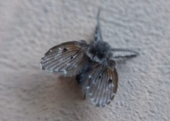 Dúvida que une todos: de onde vem o mosquitinho do banheiro?