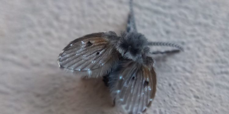 Dúvida que une todos: de onde vem o mosquitinho do banheiro?