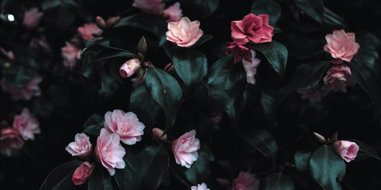 A Central de triagem de Guarapuava comunica os óbitos desta quinta-feira (23)