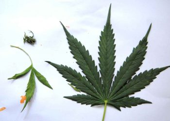 Assembleia pode votar na semana que vem projeto que garante acesso a cannabis medicinal