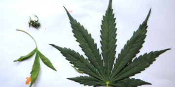 Assembleia pode votar na semana que vem projeto que garante acesso a cannabis medicinal