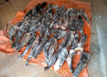 Cerca de 200 kg de peixe ameaçado de extinção são apreendidos em Foz do Iguaçu