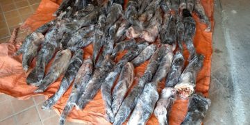 Cerca de 200 kg de peixe ameaçado de extinção são apreendidos em Foz do Iguaçu