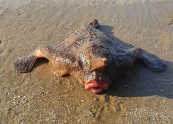 Peixe-morcego é flagrado em praia de SP e chama atenção de banhistas