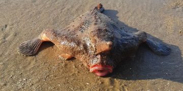 Peixe-morcego é flagrado em praia de SP e chama atenção de banhistas