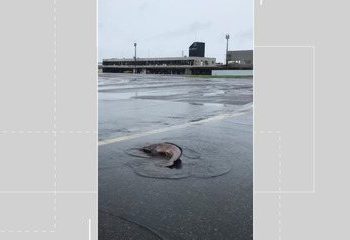 Peixes vão parar em pista de aeroporto no sul da Bahia após volume de rio subir por causa da chuva
