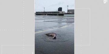 Peixes vão parar em pista de aeroporto no sul da Bahia após volume de rio subir por causa da chuva