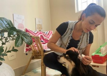 Aprenda a proteger os pets de fogos de artifício com estampido