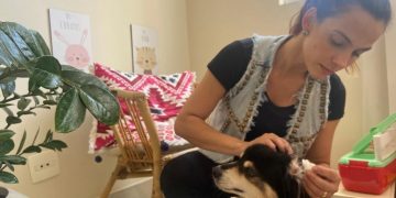 Aprenda a proteger os pets de fogos de artifício com estampido