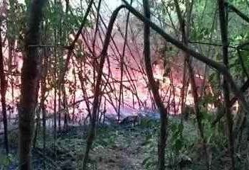 Metade de área de preservação ambiental em Quedas do Iguaçu foi consumida por incêndio, dizem bombeiros