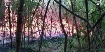 Metade de área de preservação ambiental em Quedas do Iguaçu foi consumida por incêndio, dizem bombeiros