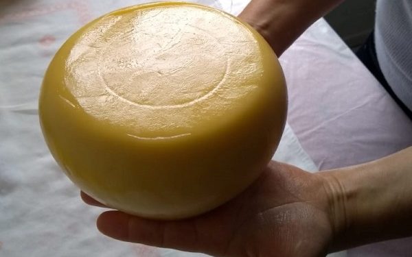 Cooperativas investem R$ 460 milhões em nova queijaria nos Campos Gerais do Paraná