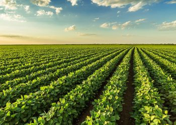 Qualidade das lavouras piora mais no Paraná; safra de soja já registra perdas