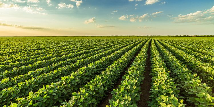 Qualidade das lavouras piora mais no Paraná; safra de soja já registra perdas