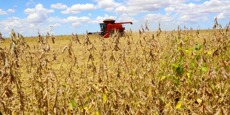 Safra de grãos pode chegar a 291,1 milhões de toneladas em 2021/22