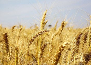 Trigo: mesmo com safra recorde, cotação segue alta