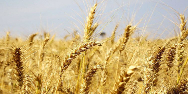 Trigo: mesmo com safra recorde, cotação segue alta