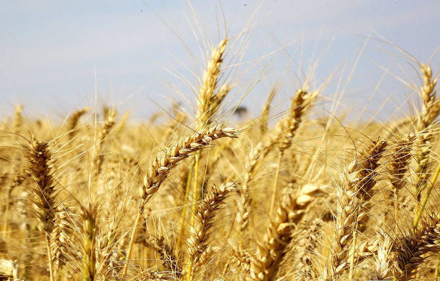 Trigo: mesmo com safra recorde, cotação segue alta