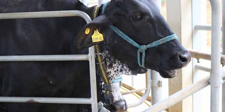 Temperamento pode levar vaca a emitir mais metano e produzir menos leite