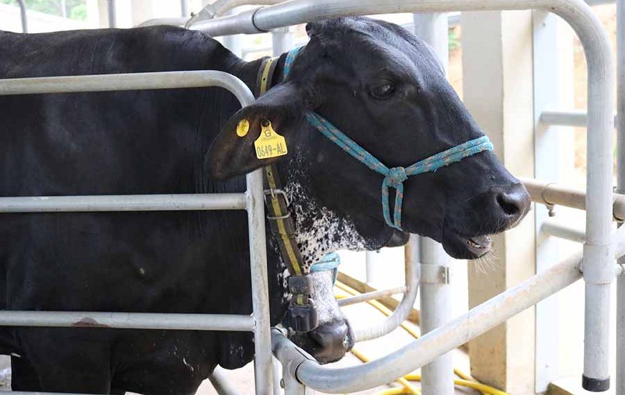 Temperamento pode levar vaca a emitir mais metano e produzir menos leite