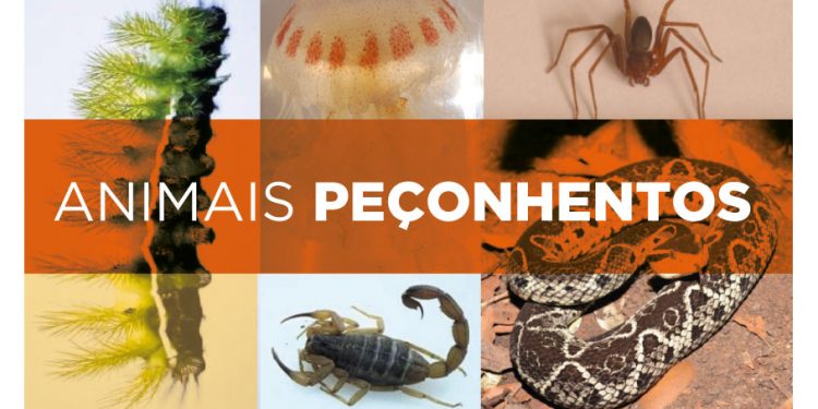 Saúde alerta para cuidados em caso de acidentes com animais peçonhentos no verão