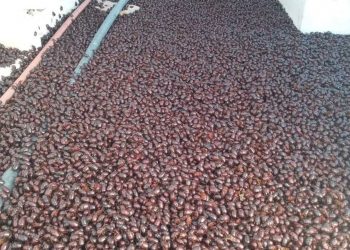 Em meio a onda de calor, cidade argentina é invadida por besouros