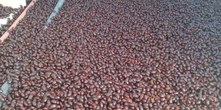 Em meio a onda de calor, cidade argentina é invadida por besouros