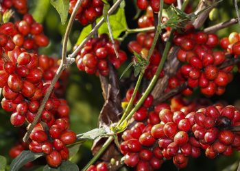 Safra de café deve registrar aumento de 16,8% em 2022, diz Conab