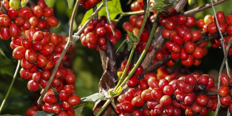 Safra de café deve registrar aumento de 16,8% em 2022, diz Conab