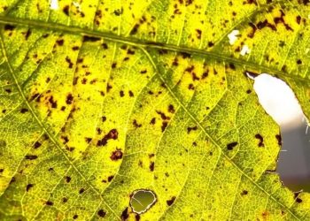 A briga entre cientistas e produtores de soja que gerou racha no agronegócio e foi parar no STF