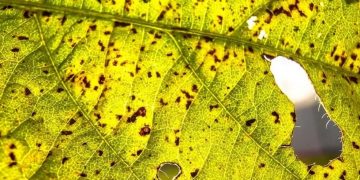 A briga entre cientistas e produtores de soja que gerou racha no agronegócio e foi parar no STF