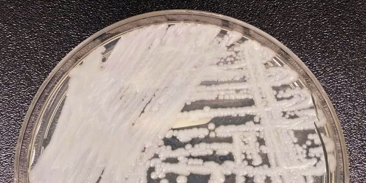 Entenda por que a Candida auris foi apelidada de superfungo