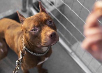 Mãe salva a filha de violento ataque de Pitbull com histórico de agressividade