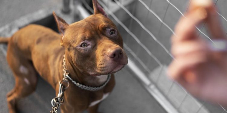 Mãe salva a filha de violento ataque de Pitbull com histórico de agressividade