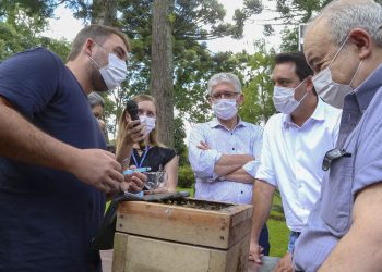 Governo lança projeto para introduzir colmeias de abelhas nativas sem ferrão em parques